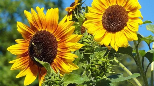 El girasol entrerriano tendrá la segunda siembra más baja de los últimos 20 años