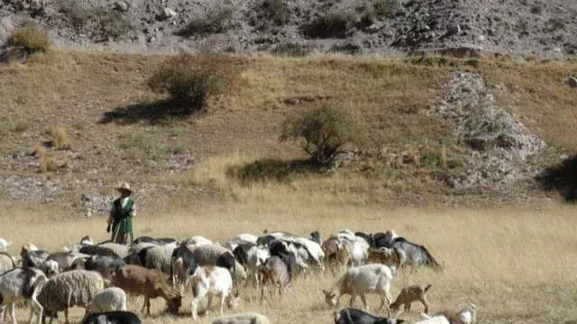 El INTA encara estudios científicos sobre la caracterización, conservación y mejoramiento de la cabra criolla de Humahuaca