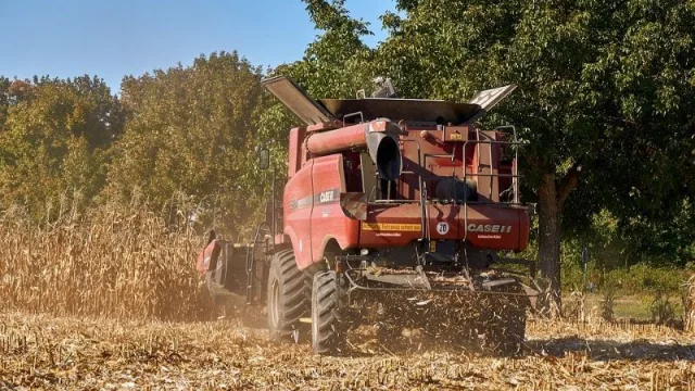 Histórica producción de maíz entrerriano: la mayor de los últimos 19 años