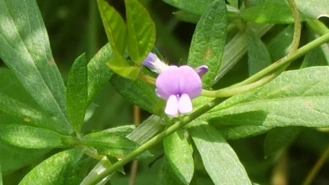 Innovación en la producción agrícola: ¡un nuevo tipo de soja resiste la falta de agua! (¿Jujuy podría ver los beneficios?)