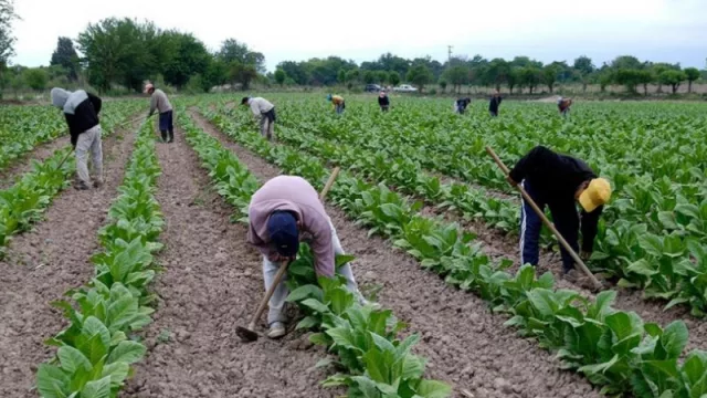 Asesoran para inscribirse a la línea de crédito para pequeños productores tabacaleros