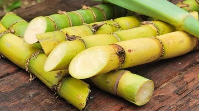 Cuenta regresiva para el Congreso Internacional de Caña de Azúcar en Tucumán