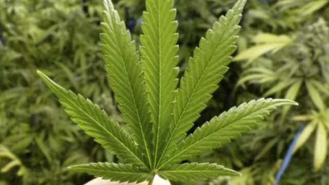 Cosecharás tu siembra: Cannava pone a punto las tierras de Finca el Pongo para iniciar el proceso productivo