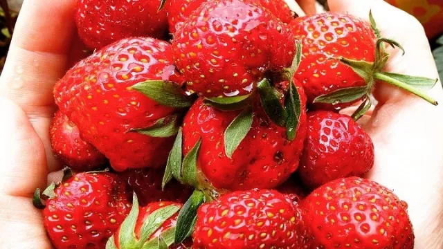 La frutilla del postre: Jujuy se suma al mercado regional del fruto rojo