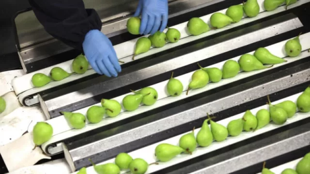 ¿China nos come? Exportaron las primeras peras del Alto Valle al gigante asiático