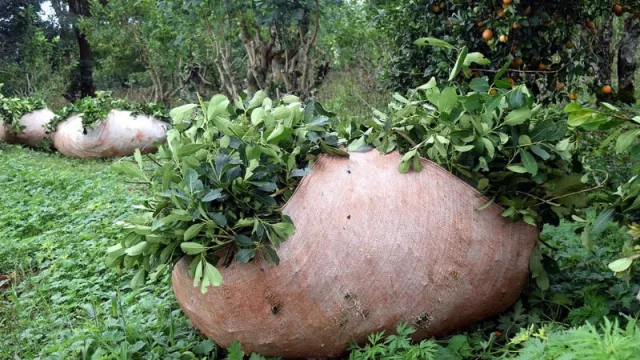 Yerbateros misioneros buscan nuevos mercados en ¿la India?