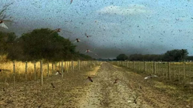 Volvieron a aparecer mangas de langosta en Chaco, y en Salta ya planifican medidas 