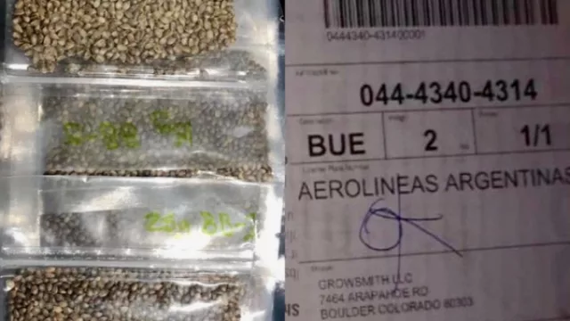 ¡Manos a la tierra! Llegaron las semillas de cannabis, y con ellas comienza el proceso productivo para la medicina 