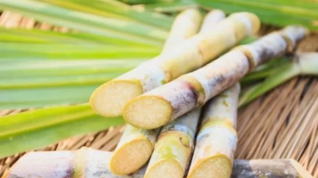 ¿Querés que tu empresa forme parte del Congreso Internacional de Caña de Azúcar?