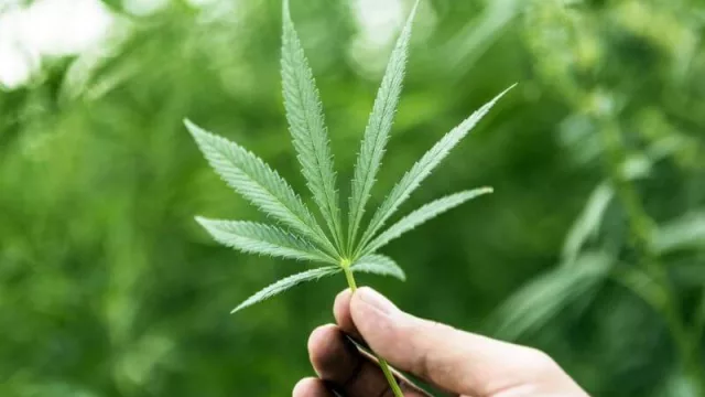 El boom de los tours cannábicos en Uruguay (el otro negocio de la marihuana)