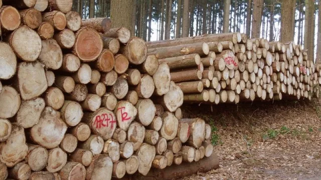 Las exportaciones de madera correntina aumentaron en un 350% (en solo un año)