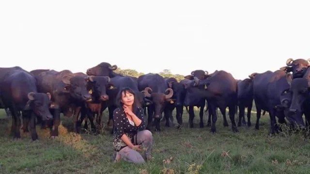 De la mano de una productora correntina, los búfalos debutarán en AgroActiva