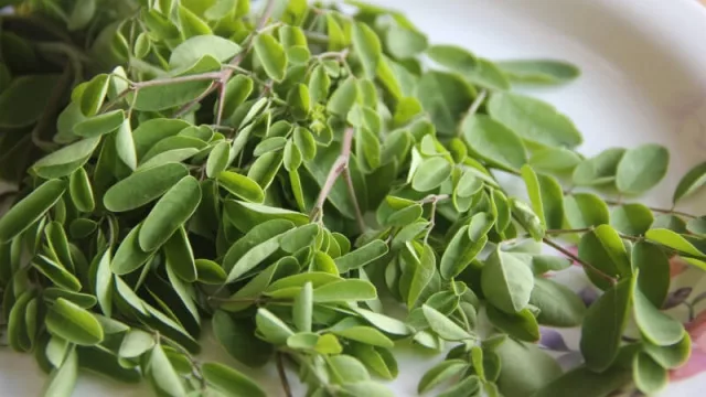 Moringa: el superalimento que proyecta una producción récord este año en Paraguay