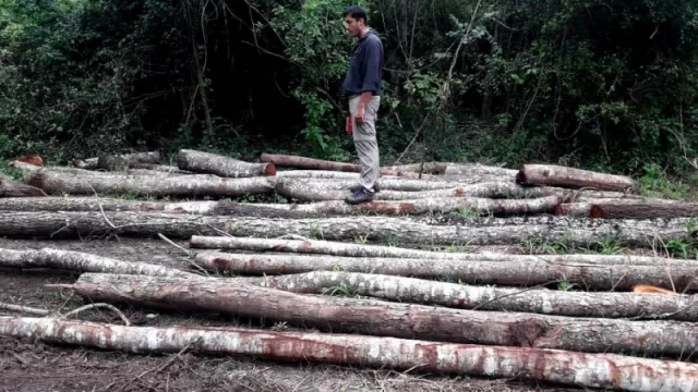 El Centro Foresto Industrial más grande del NOA está en Jujuy ¿se activará bien y de una vez nuestro potencial maderero?