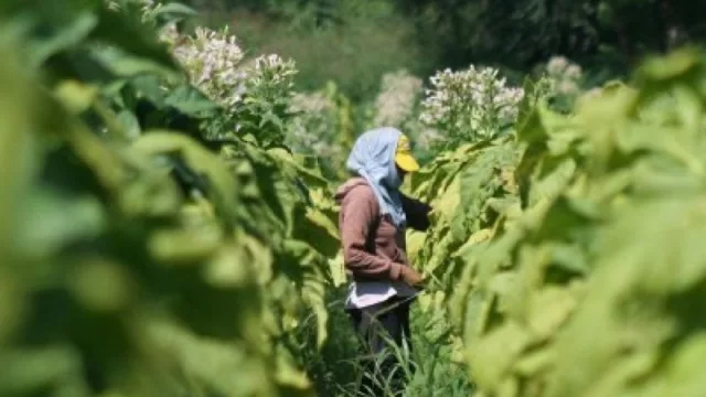 Con un aumento del 65%, acordaron el nuevo precio del tabaco para Salta y Jujuy