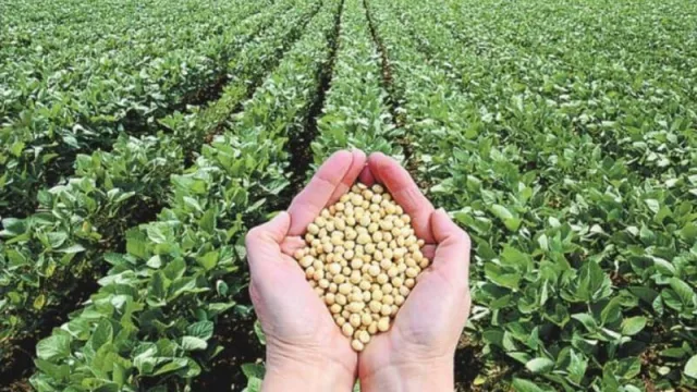 Magra producción de soja en la región por la sequía