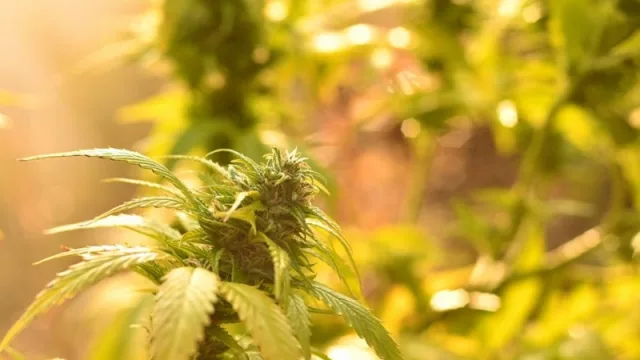 Aires cannábicos: Jujuy en la marea verde de la medicina