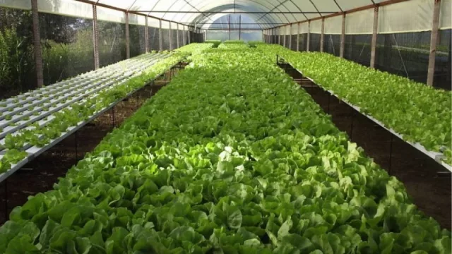 Relanzan créditos para los productores misioneros de los sectores hortícolas y frutícolas