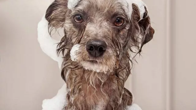 En 5 años se gastarán US$ 150.000 millones anuales en mascotas (EE.UU. ya gasta más que el PBI de 2/3 de los países)