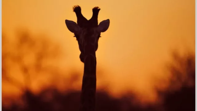 EE.UU. baja tasas, celebra emergentes y el sueño de Macri: converger a África en riesgo país