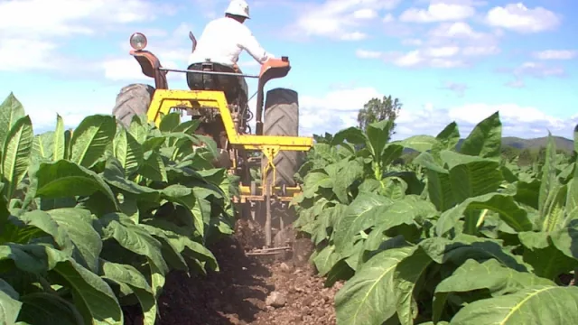 ¡Atención tabacaleros!: Actualizaron las normas para exportar tabaco a China