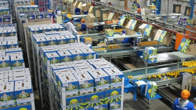 Los US$ 100 millones con los que la citrícola San Miguel planea expandirse hasta Sudáfrica