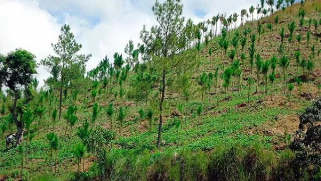 ForestAR: una oportunidad para el desarrollo económico y para los bosques de Jujuy