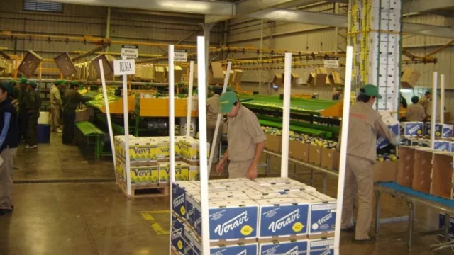 Citromax busca superar las 170 mil toneladas de limón en Tucumán