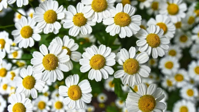 Exportación de plantas medicinales desde Paraguay tiene un futuro prometedor