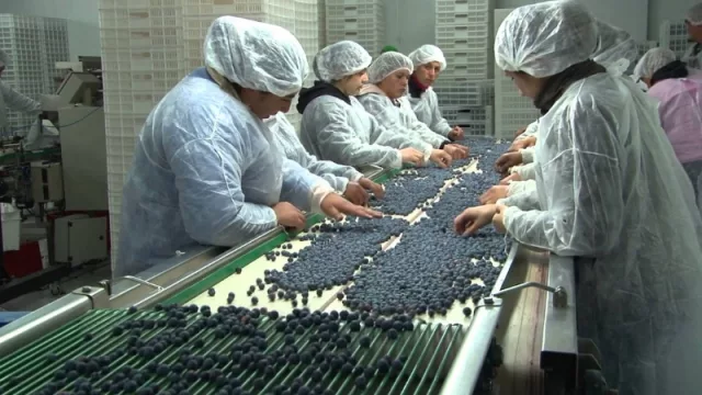 Arándanos: 20.000 empleados en alerta por posible caída de ingreso y pérdida de puestos