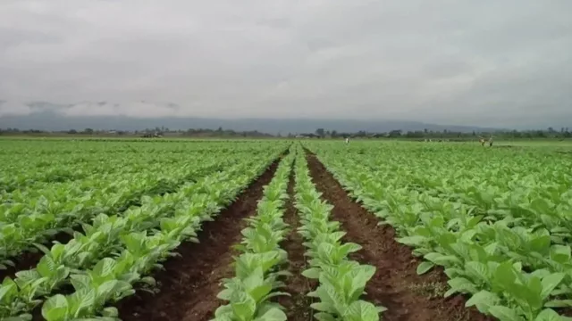 Producción tabacalera: prórroga para el financiamiento de fertilizantes e insumos