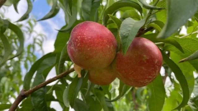 Tabaco y fruticultura, una diversificación exitosa en los Valles Templados de Jujuy