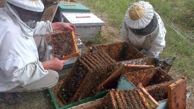 Mitigación de riesgo: productores trabajan en la prevención de plaga que amenaza la apicultura
