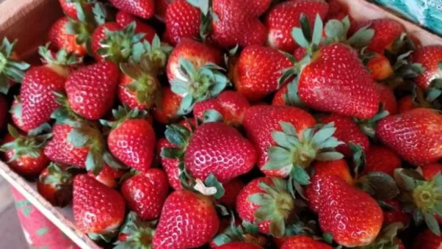 Frutillas chaqueñas: las elegidas para producir yogurt de calidad