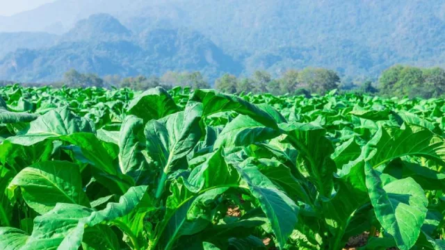 Nación transfirió más de $ 1.800 millones a productores de tabaco del NOA y NEA