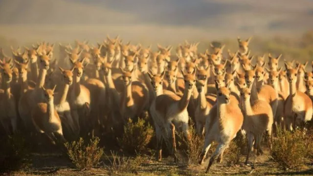 Chakus: Jujuy inició la temporada 2022 de esquila sustentable de Vicuñas