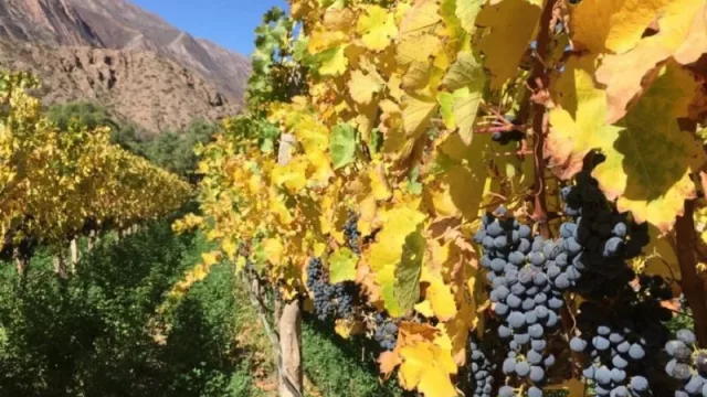 Realizaron estudios de suelo y clima para mejorar el vino jujeño y aumentar su competitividad (con apoyo del BID)