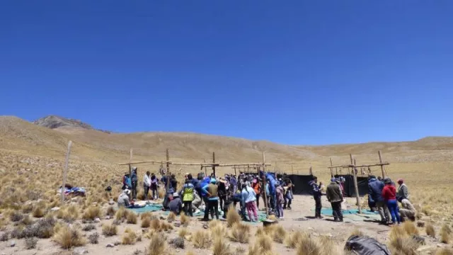 "Chakus", balance de media temporada: unas 70 vicuñas ya fueron esquiladas para el aprovechamiento sustentable de su fibra