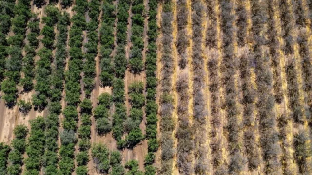 Alerta por sequía y "ola de calor": vuelven a bajar las perspectivas de ingreso de dólares