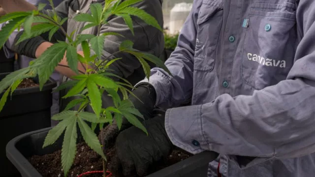 Cannava elaboró la primera formulación farmacéutica con THC de Industria Nacional