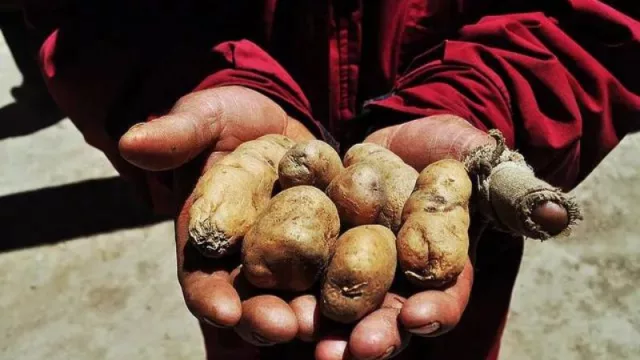 Nuevos centros de acopio e infraestructura para favorecer la comercialización de la papa andina