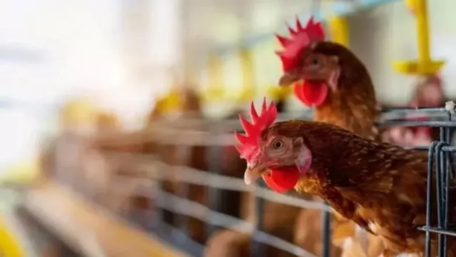 Nación destinará más de $ 1.000 millones para frenar el avance de la gripe aviar (en Jujuy destinarán los fondos para enfatizar en medidas de control)