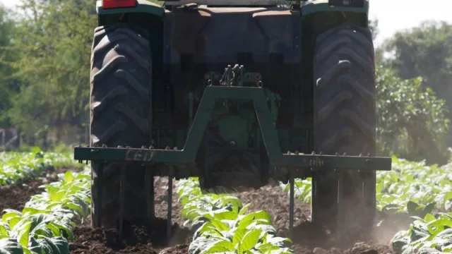 Jujuy y Salta: productores estiman que la pérdida en esta campaña será de 20 millones de kilos de tabaco
