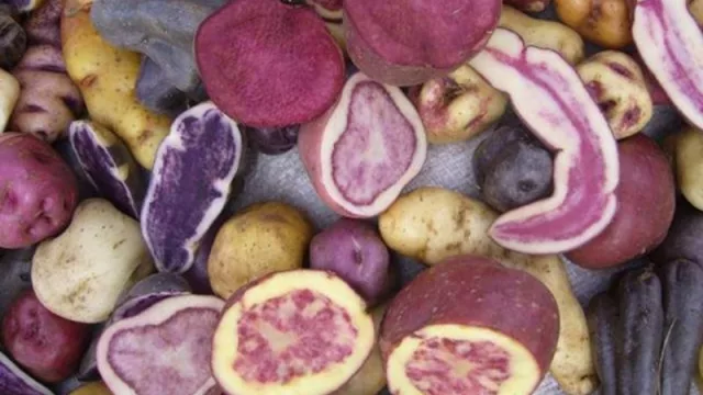 Papitas jujeñas: la cooperativa Cauqueva producirá snacks con papas andinas