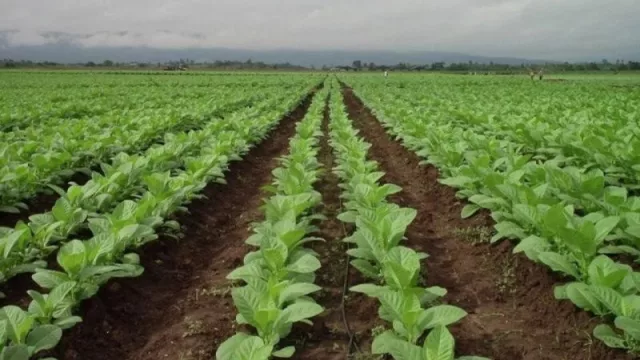 Precio del tabaco: Jujuy y Salta acordaron un 120% de aumento para la campaña 2022 - 2023