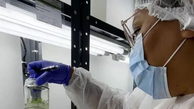 Cannava avanza el plan maestro de cultivo in vitro de cannabis (con fines medicinales)