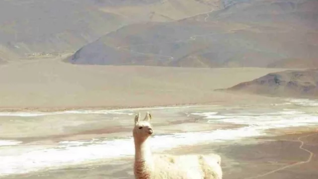 Jujuy, Salta y Catamarca crearon la Mesa Turística de la Puna