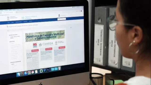 Presentan plataforma de vigilancia de cannabis medicinal y cáñamo industrial