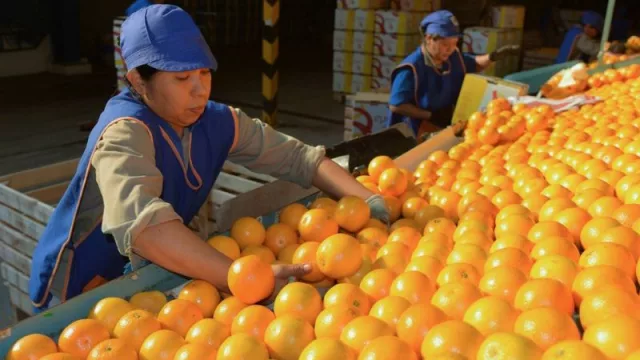 UATRE cerró importante paritaria para el sector citrícola de Jujuy y Salta