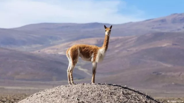 Se realizará en Jujuy el Encuentro de Provincias Vicuñeras